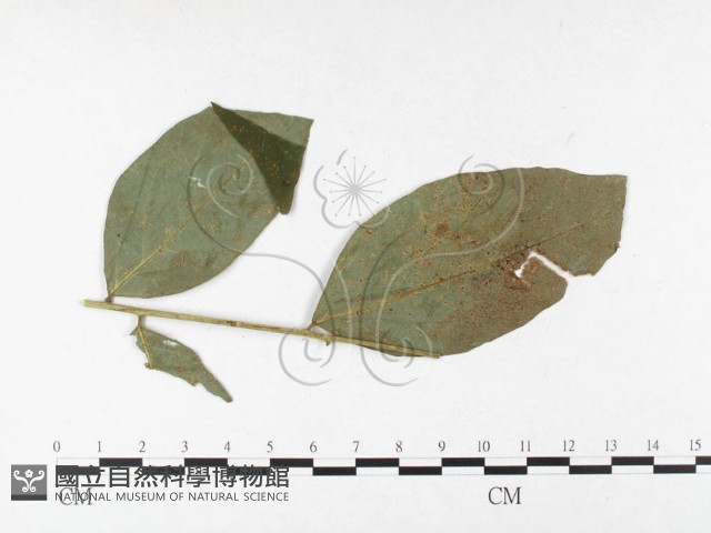 登錄號:F0026484藏品圖，第1張