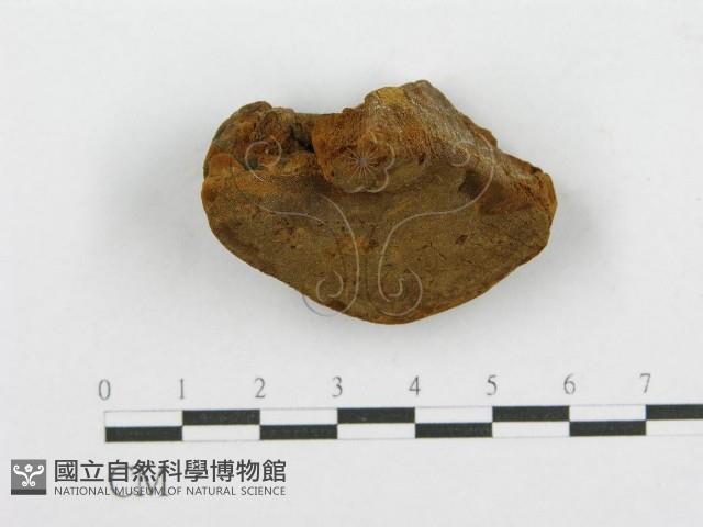登錄號:F0016484藏品圖，第1張