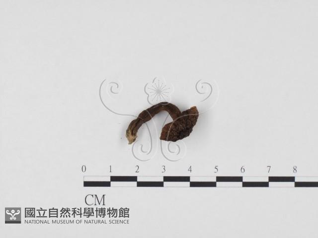 登錄號:F0024484藏品圖，第3張