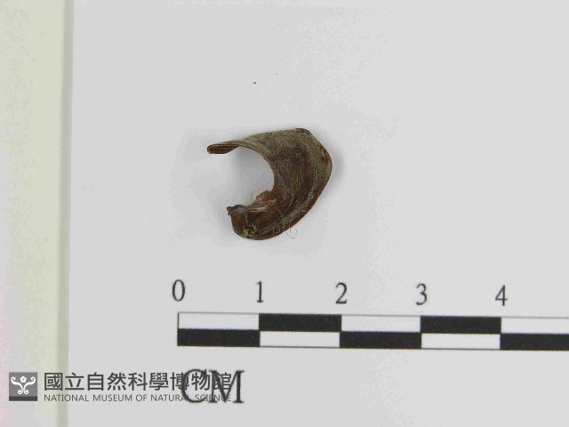 木耳藏品圖，第3張