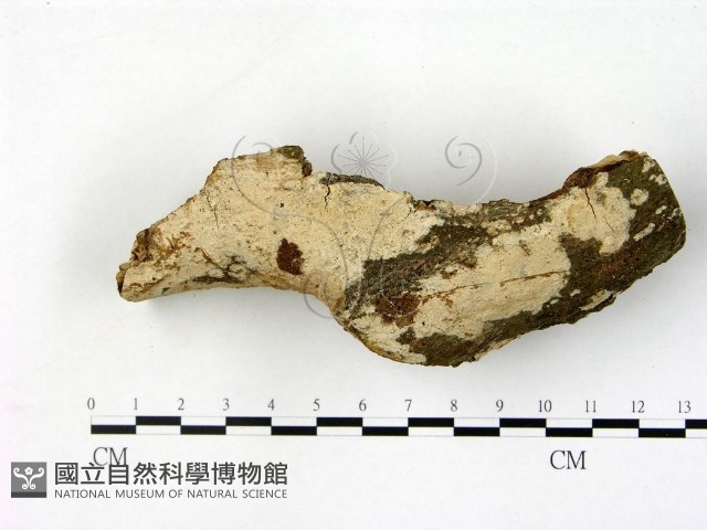 刺皮菌屬藏品圖，第3張