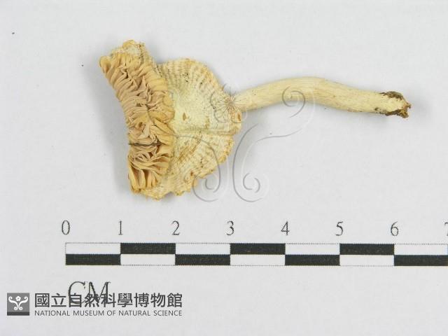 登錄號:F0012484藏品圖，第3張