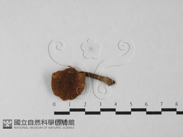 登錄號:F0027484藏品圖，第3張