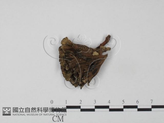 棕色革菌藏品圖，第3張