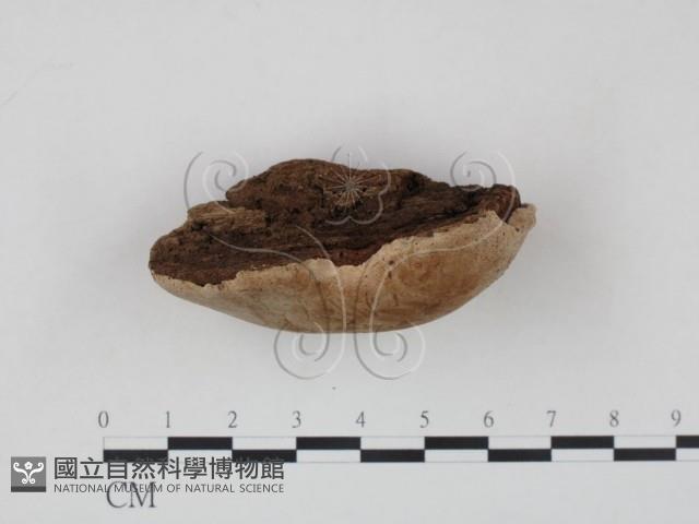 登錄號:F0009484藏品圖，第3張