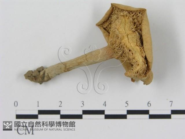 登錄號:F0003484藏品圖，第3張