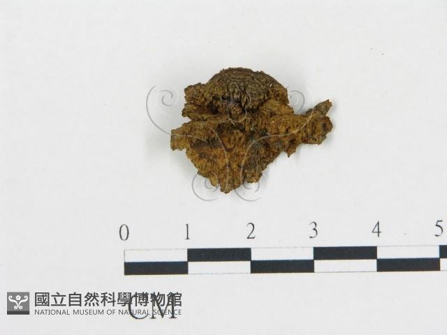 登錄號:F0018784藏品圖，第1張