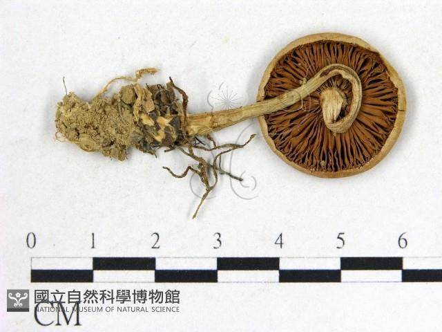 登錄號:F0010784藏品圖，第3張