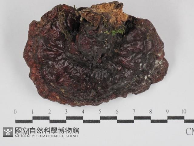 靈芝屬藏品圖，第3張