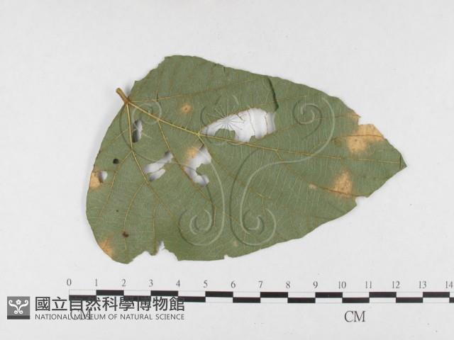登錄號:F0026784藏品圖，第3張