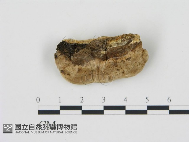 登錄號:F0006784藏品圖，第3張