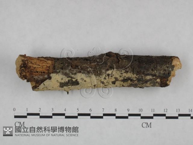 剛毛絲皮菌藏品圖，第3張