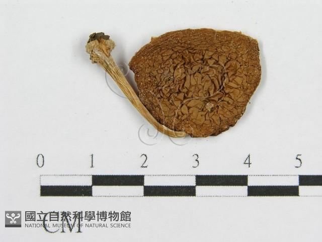 登錄號:F0001784藏品圖，第3張