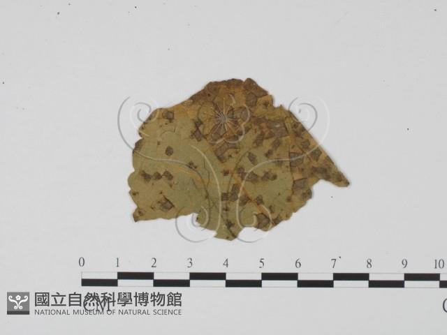 登錄號:F0011784藏品圖，第3張