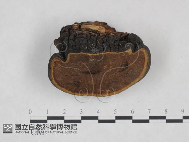 登錄號:F0024784藏品圖，第3張