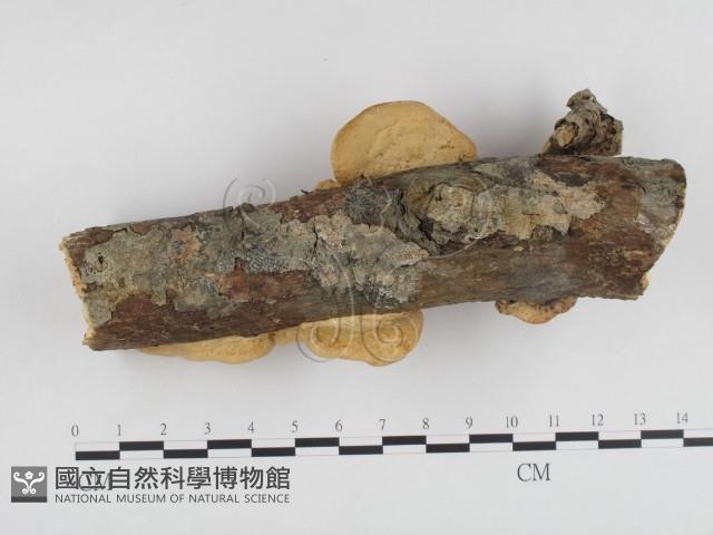 登錄號:F0014784藏品圖，第3張