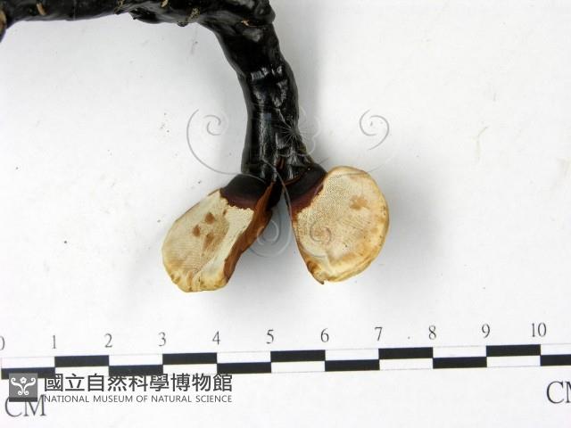 登錄號:F0022784藏品圖，第3張
