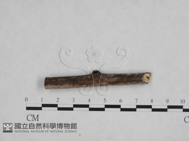 登錄號:F0012784藏品圖，第3張