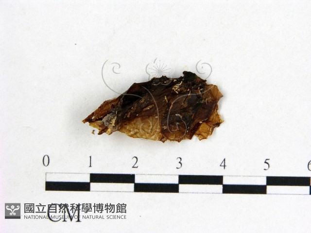 木耳屬藏品圖，第3張