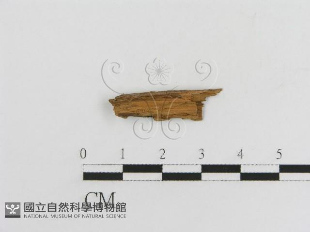 登錄號:F0017784藏品圖，第3張