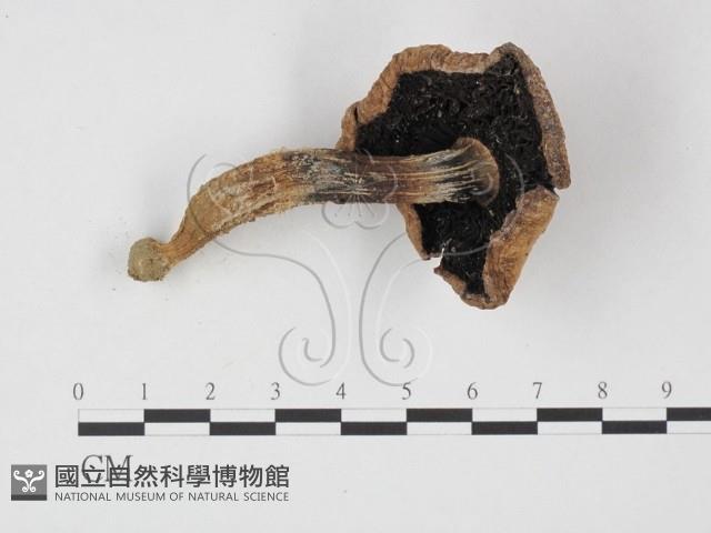 登錄號:F0025784藏品圖，第3張