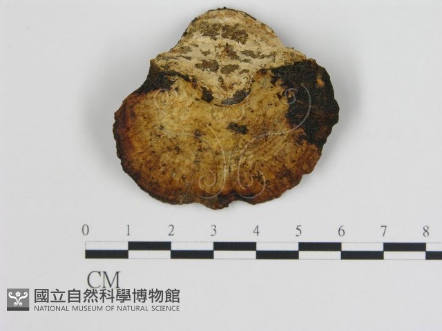 登錄號:F0005784藏品圖，第3張