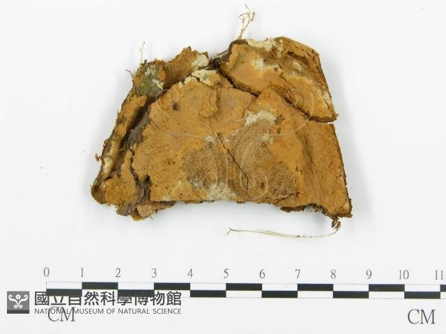 登錄號:F0015784藏品圖，第1張