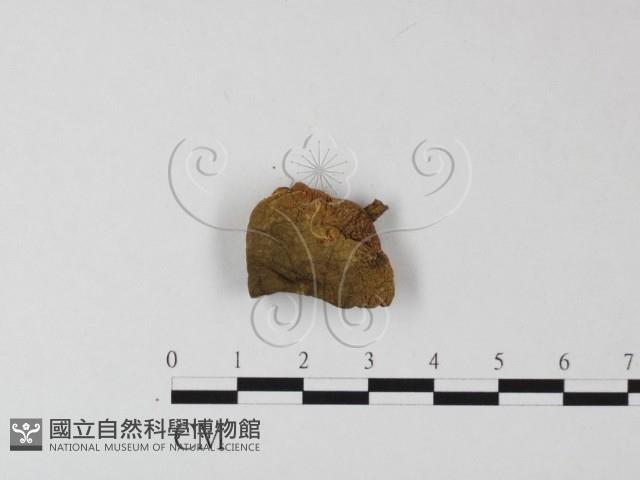 登錄號:F0009784藏品圖，第3張