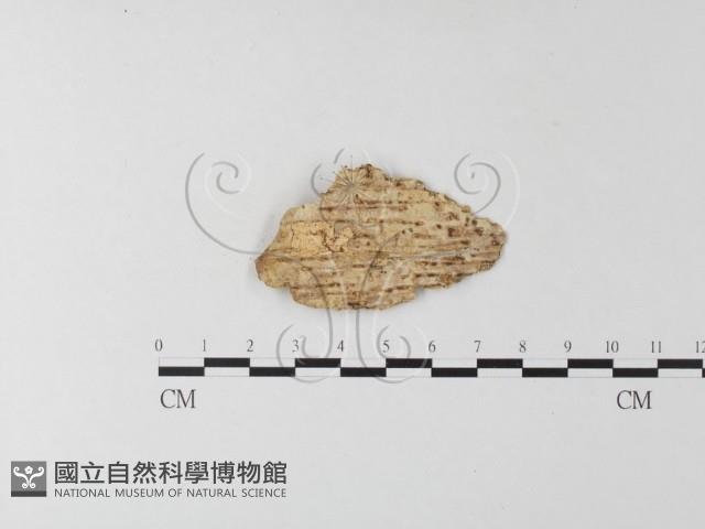 登錄號:F0023784藏品圖，第3張