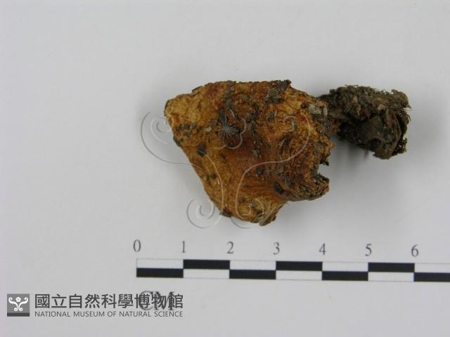 乳菇屬藏品圖，第3張