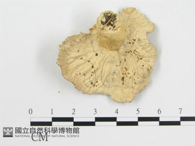 波邊革菌屬藏品圖，第3張