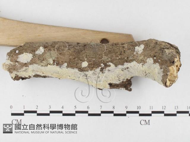 登錄號:F0026584藏品圖，第3張
