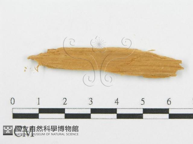 登錄號:F0016584藏品圖，第3張