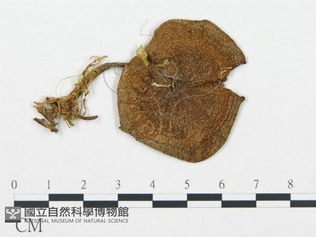 登錄號:F0004584藏品圖，第3張