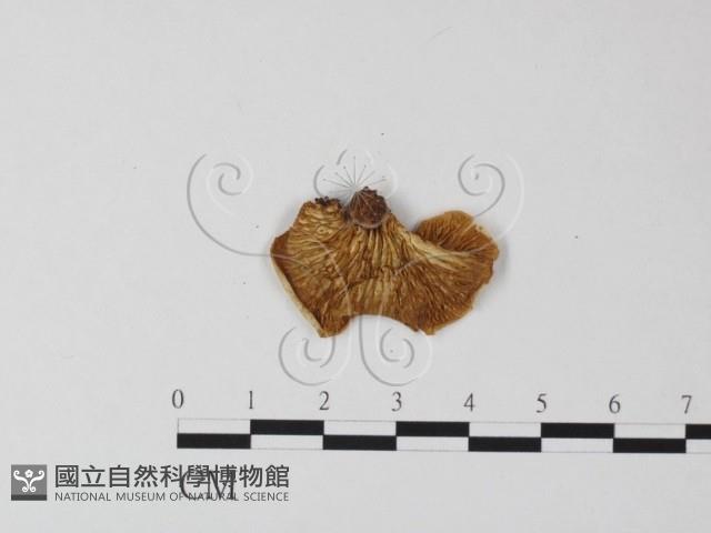 登錄號:F0012584藏品圖，第3張