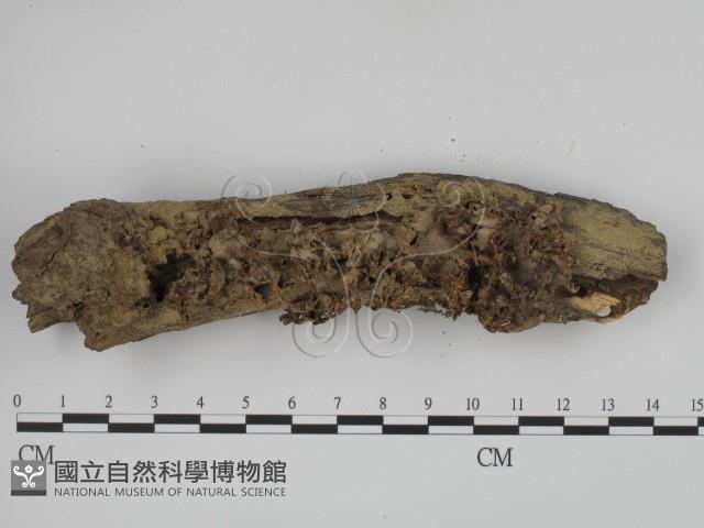 登錄號:F0005584藏品圖，第3張