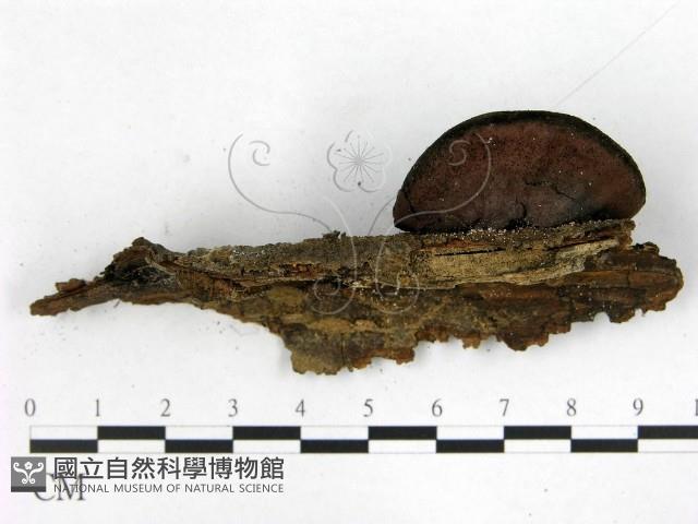 登錄號:F0015584藏品圖，第3張