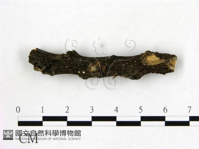 登錄號:F0019584藏品圖，第3張
