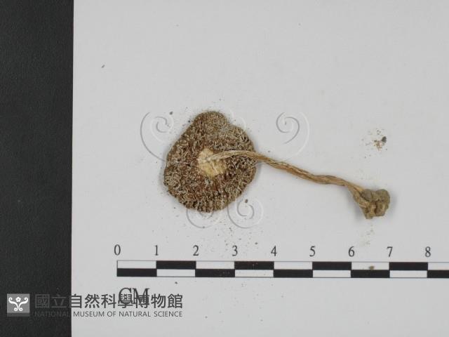 登錄號:F0003584藏品圖，第3張