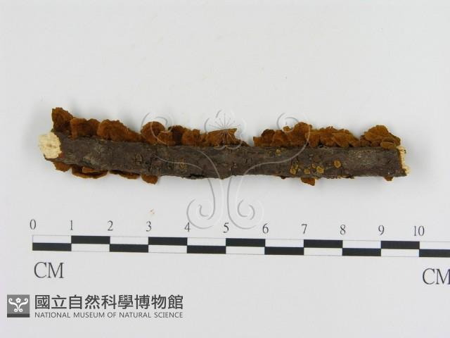 纖孔菌屬藏品圖，第3張
