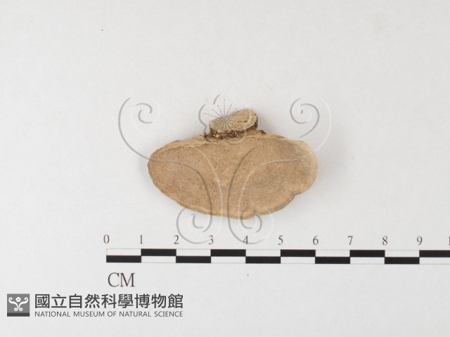 登錄號:F0026184藏品圖，第1張