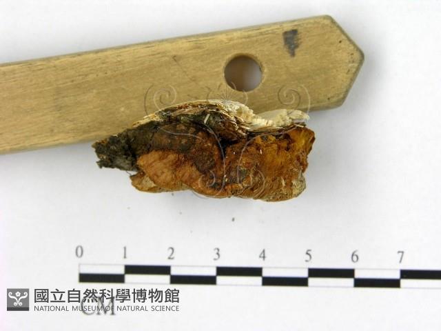 登錄號:F0006184藏品圖，第3張