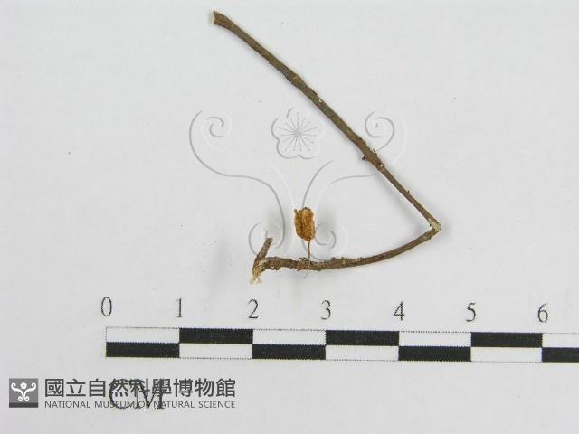 微皮傘屬藏品圖，第3張
