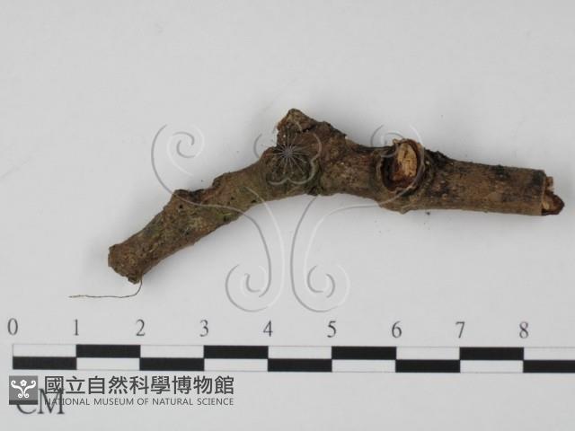 登錄號:F0001184藏品圖，第3張