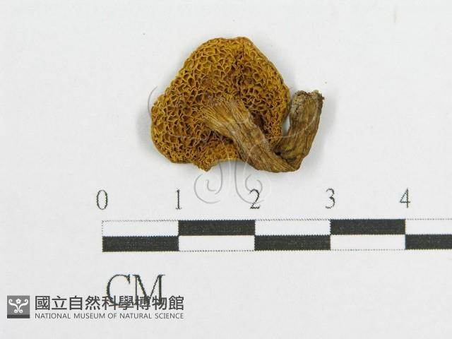 登錄號:F0011184藏品圖，第3張