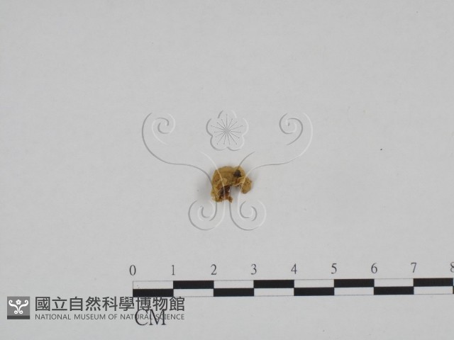 登錄號:F0024184藏品圖，第3張