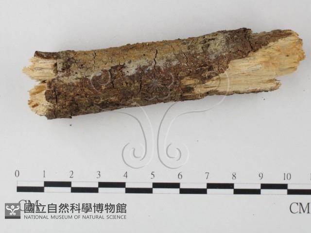 登錄號:F0022184藏品圖，第3張