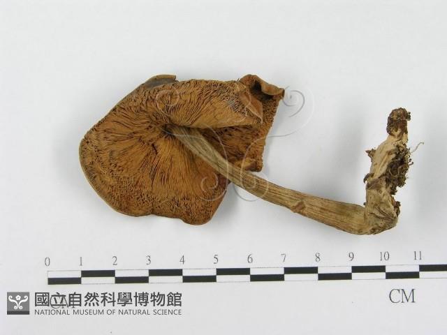 登錄號:F0002184藏品圖，第3張