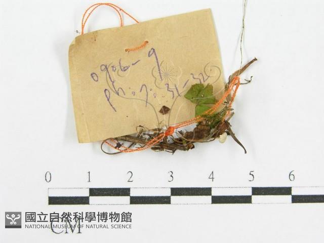 登錄號:F0017184藏品圖，第3張