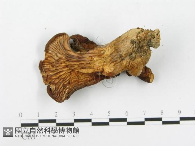 登錄號:F0005184藏品圖，第3張